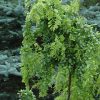 Twisted Baby Black Locust #5 - Image 3